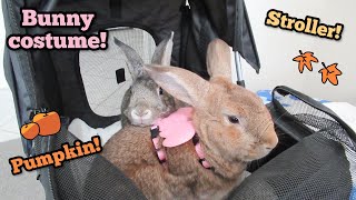 Rabbit Costume Stroller And Pumpkin Fall Bunny Weekend