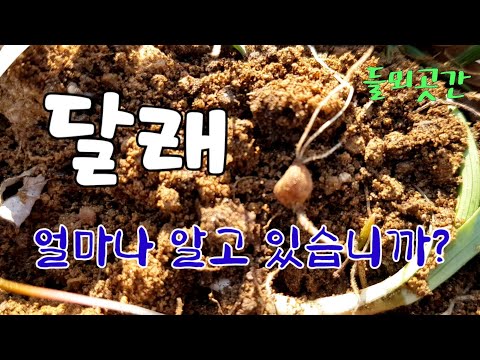 달래 얼마나 알고있습니까?