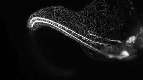 Growing nervous system in a zebra fish embryo  | Innovation Hub