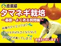 タマネギの育て方〜基礎・よくある質問〜　農業屋