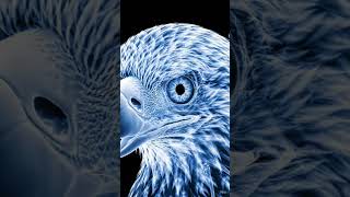 🦅#Eagle ki Tezz Nazar ka Raaz! 👁️ X-Ray mein dekhiye Nature's Telescope #Shorts