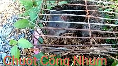Cách Bẫy Chuột- Và Nhận Biết Được Hang Chuột Cống Nhum với Chuột Cơm Khác Biệt Như Sao.