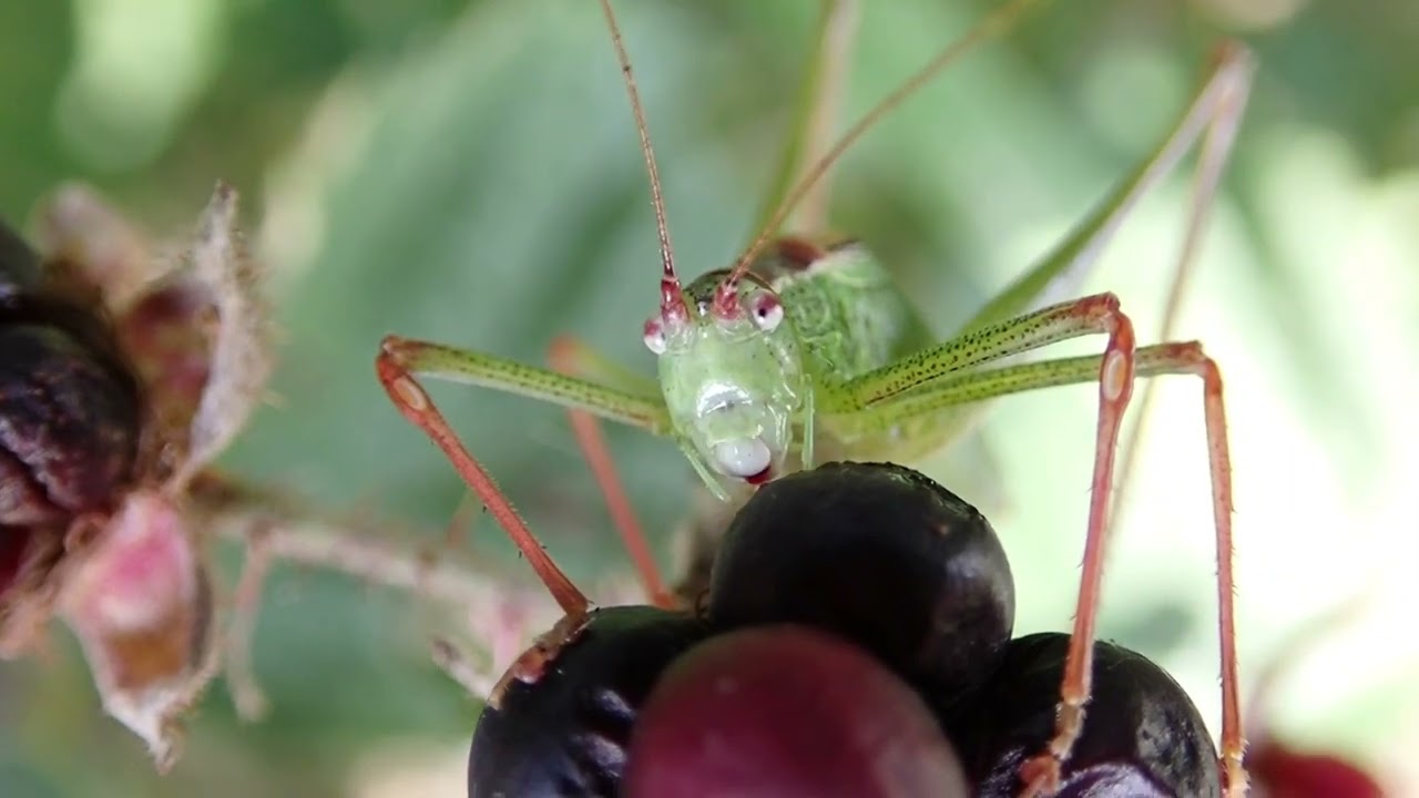 Leptophyes punctatissima - 2023-08-25 (P8250022)