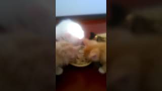 Прикорм котят турецкой ангоры Прикорм котят турецкой ангоры