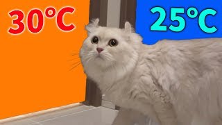 猫は30℃と25℃の部屋があったらどっちに行くの?...