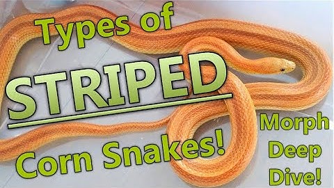 STRIPE Corn Snake Morphs! Corn Snake Morph Deep Dive