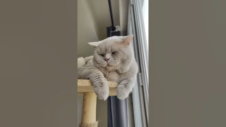 Video 3377901: britishshorthair scottishfold cat, scottish british cat, scottishfold cats catlover
