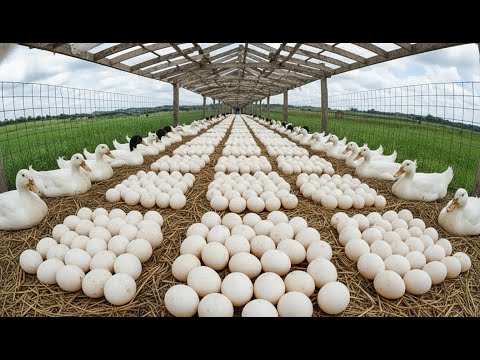 Profitable Duck Farming: Why Duck Eggs Are Better Than Chicken Eggs!