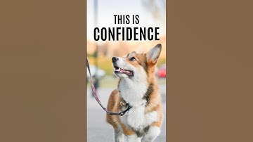 This Is What Confidence Really Looks Like in a Dog