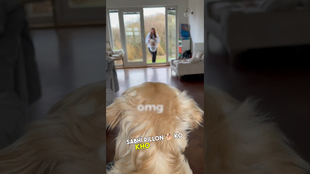 The dog's new life ♥️  #shorts