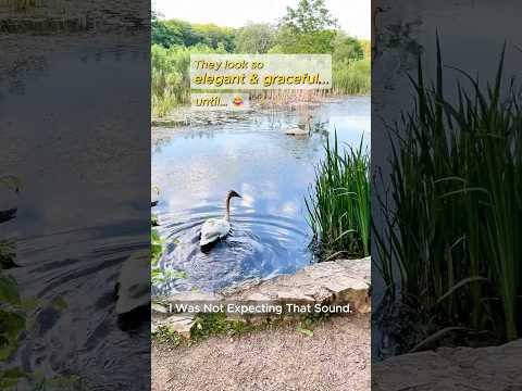 1st time hearing a swan call / trumpet 🎺 #swan #birdwatching #botanicalgarden #marsh Hendrie Valley