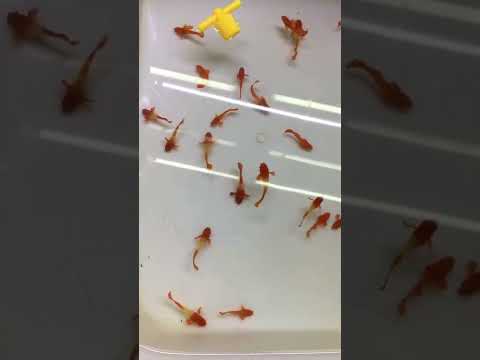 Video Cá 7 màu Koi Red Ear size tơ gen tốt - youtube