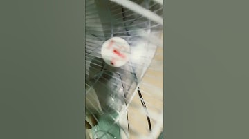 Các chi tiết quạt senko tc1626 (2023) nhà bàn nội mình