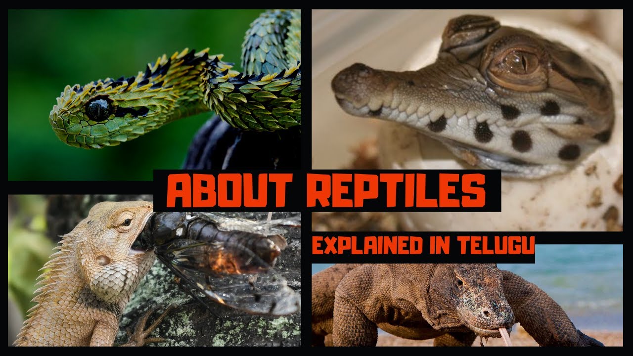 About Reptiles|explained in telugu|Squirtle squad. - YouTube