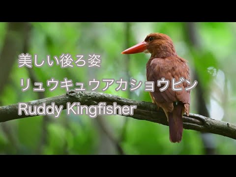 【美しい後ろ姿】リュウキュウアカショウビン Ruddy Kingfisher