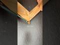 many people don't believe this carpenter's tricks #woodworking #wood #wooddesigner #woodscraft #diy
