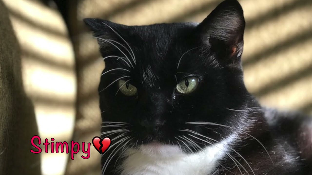 Please Go Offer Your Support To Stimpy1ful Channel🌈