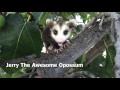 Jerry The Awesome Opossum