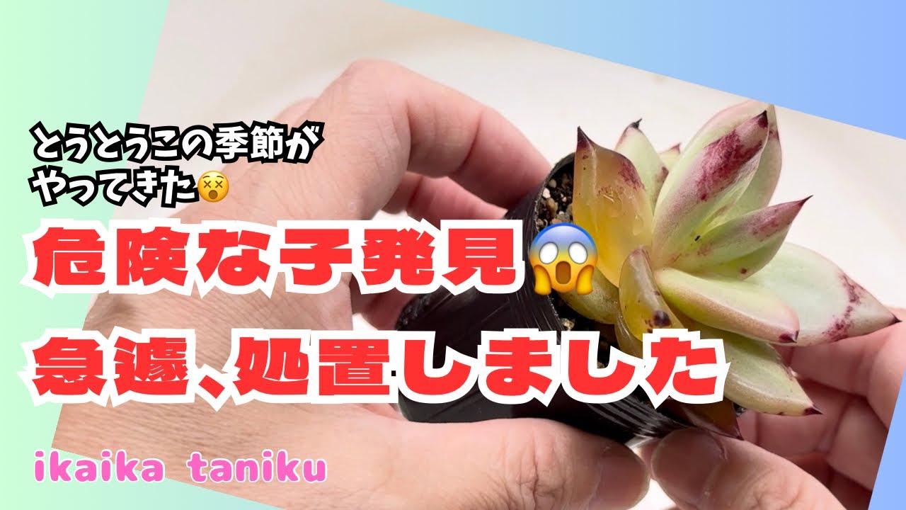 244 I've found a very dangerous succulent plant. - YouTube