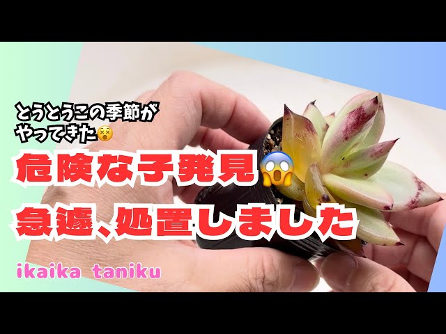 244 I've found a very dangerous succulent plant. - YouTube