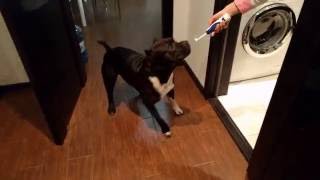 Собака vs зубная щетка (Dog vs toothbrush) Собака vs зубная щетка (Dog vs toothbrush)
