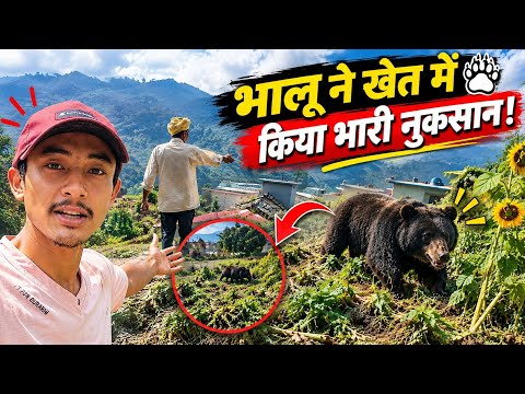 सोचा नही था इतना कुछ तहस नहस होगा 😱रात को भालू ने गाँव में किया हमला 🐻||Village Life || Pahadi Life