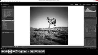 Diana F  Premium Glass Lens Photo Review