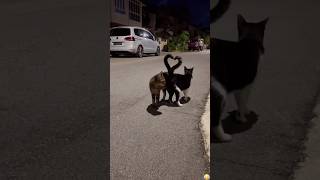 Funny Cat’s Tail#cat #funnycat #cats #funny #catsoftiktok #funnyvideo