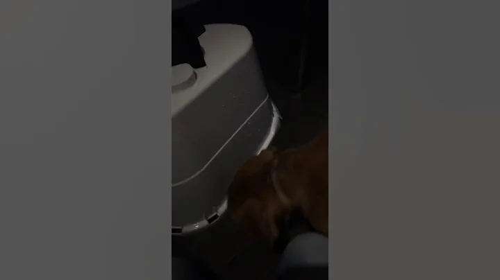This dog man