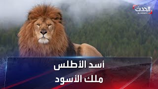 أسد الأطلس.. ملك الأسود