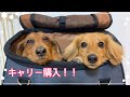 『ミニチュアダックスフント』新しい犬用キャリーカート購入