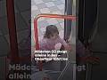 Zweijähriges Mädchen schleicht sich alleine in Bus – die Reaktion des Chauffeurs ist herzerwärmend!