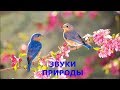 УТРО В ЛЕСУ , ПЕНИЕ РАЙСКИХ ПТИЦ / MORNING IN THE FOREST, DRINKING OF PARADISE BIRDS