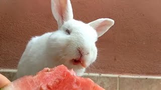 Rabbit eating watermelon 🍉