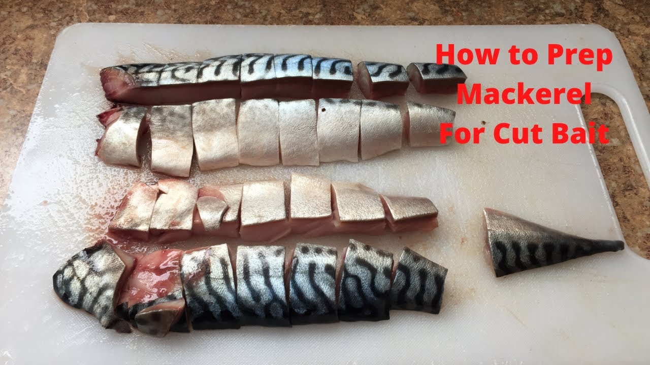 How to Prep Mackerel for Cut Bait Catfish Bait Preparation Best Bait for Catfish 
