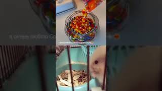 А у вас есть питомец? #актив #hamster #ЛЮБЛЮ #СоняШуня #добиваем350#любимки #довстречи 🐁🐀❤️🔥🍂