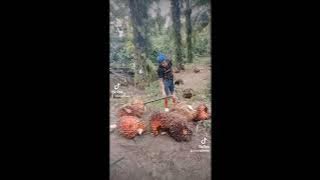 bekerjala Tampa mengenali apa itu cape👍👍