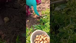 traditional harvesting techniques