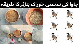 Java Sparrow ki Sasti Khorak | Low Budget Bird Feed Recipe | Complete Guide