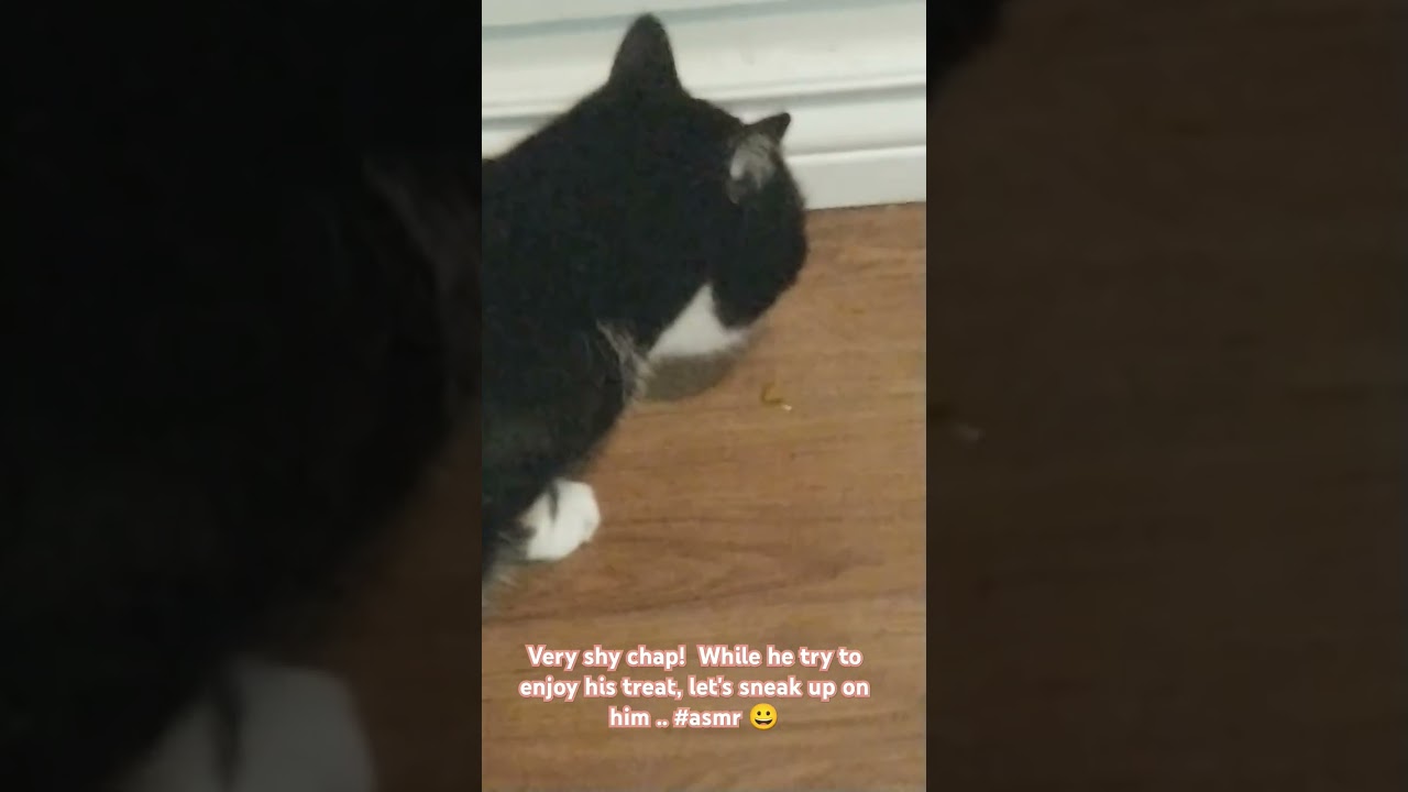 NATURE REPLENISHING - SHY CAT HAVING TREAT 