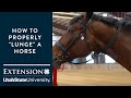 Lunging for Beginning Horse Owners