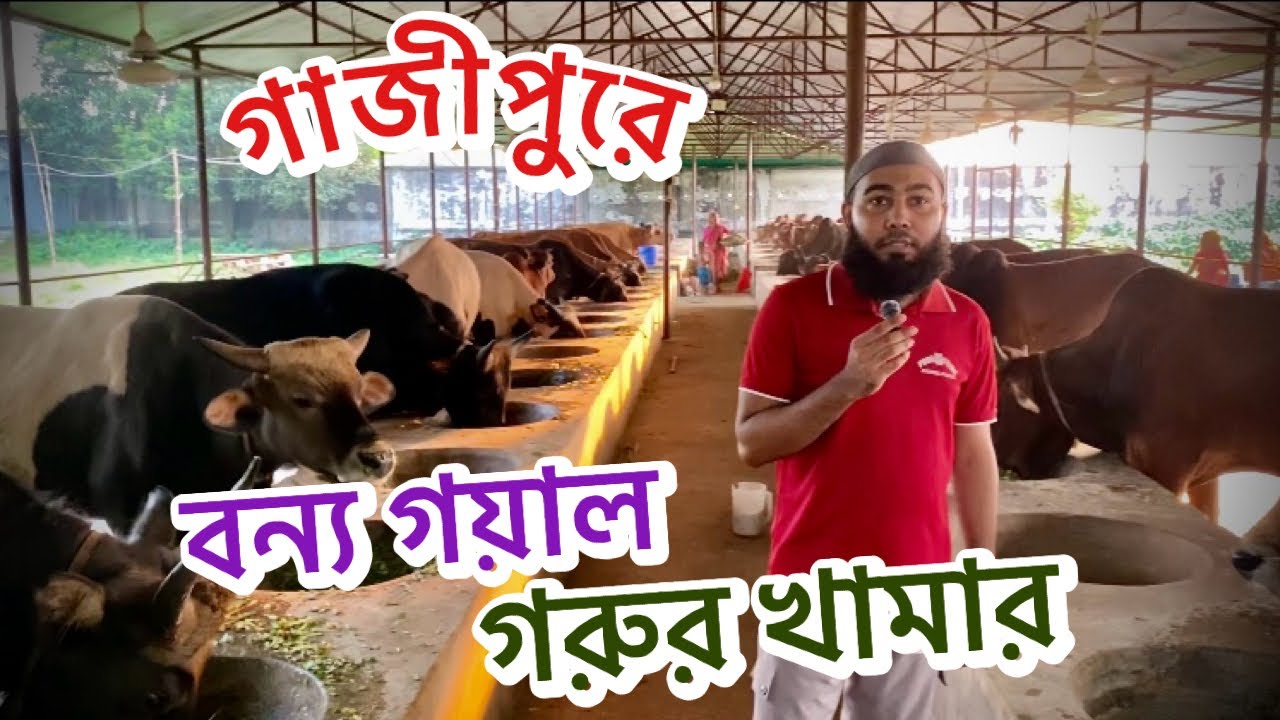ভুট্টি গরু ও অন্যান্য জাতের গরুও রয়েছে এই খামারে || গাজীপুরে বন্য গয়াল গরুর খামার || Sikder Agro 