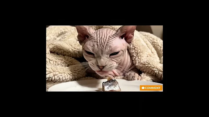 Video 11735481: sphynx cat enjoying, sphynxcats cat, adorable sphynx cat, cat fish