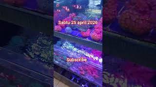 update terbaru dari toko samudera aquarium surabaya sabtu 25 april 2026
