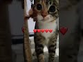 Nasil