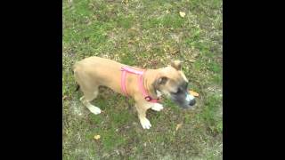 Bluefawn American Staff 4 Months