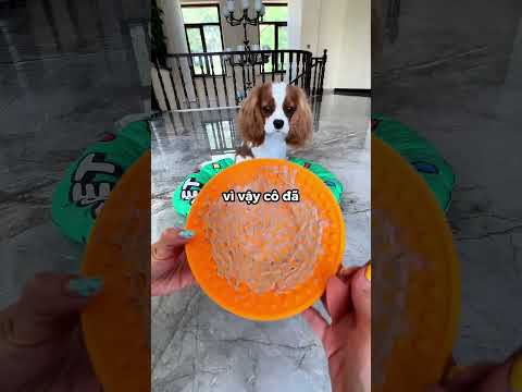 Chú Chó Mê Ăn Nhất ❤️