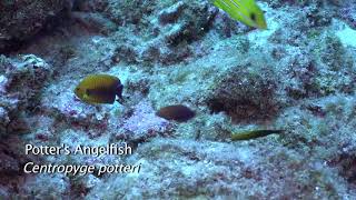 potters angelfish and Geoffroy's wrasse together