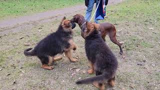 Little funny long-haired German Shepherd puppies meet a German pointer dog. Odessa. Ukraine. by МИЛЫЕ ПИТОМЦЫ CUTE PETS 1,637 views 4 months ago 54 seconds