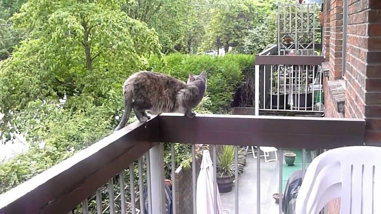 Mackacat outside  on balcony .